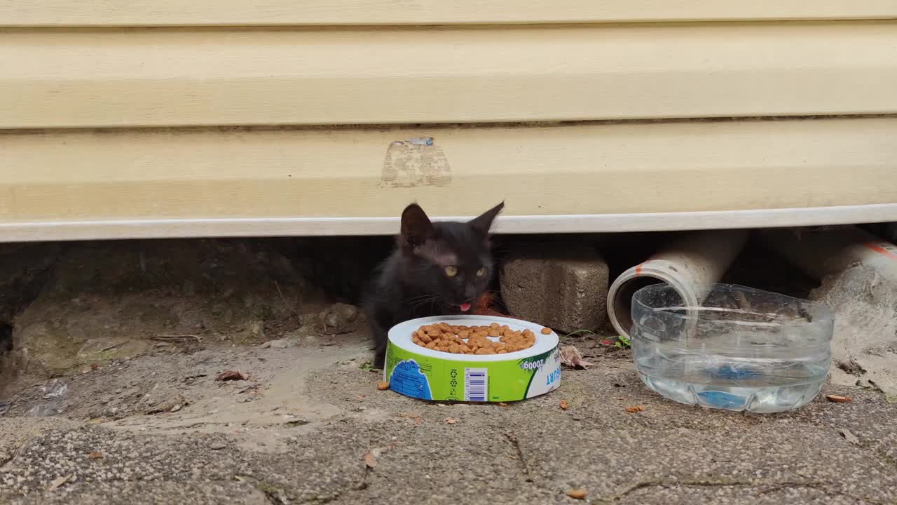 小猫流浪猫吃食物视频素材