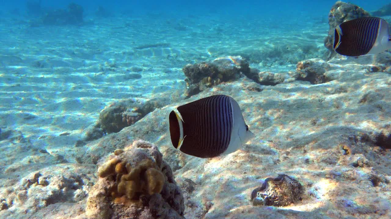 珊瑚鱼-热带鱼-白脸蝴蝶鱼(Chaetodon mesoleucos)在红海，4K视频剪辑视频素材