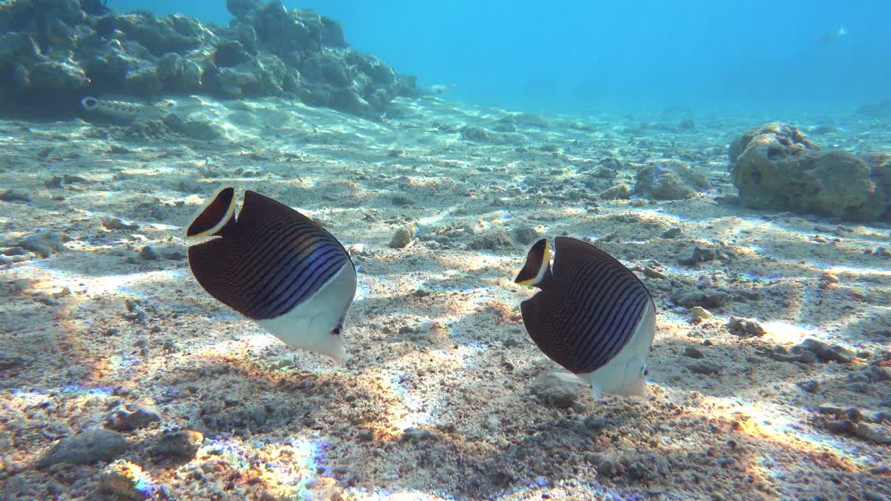 珊瑚鱼-热带鱼-白脸蝴蝶鱼(Chaetodon mesoleucos)在红海，4K视频剪辑视频素材