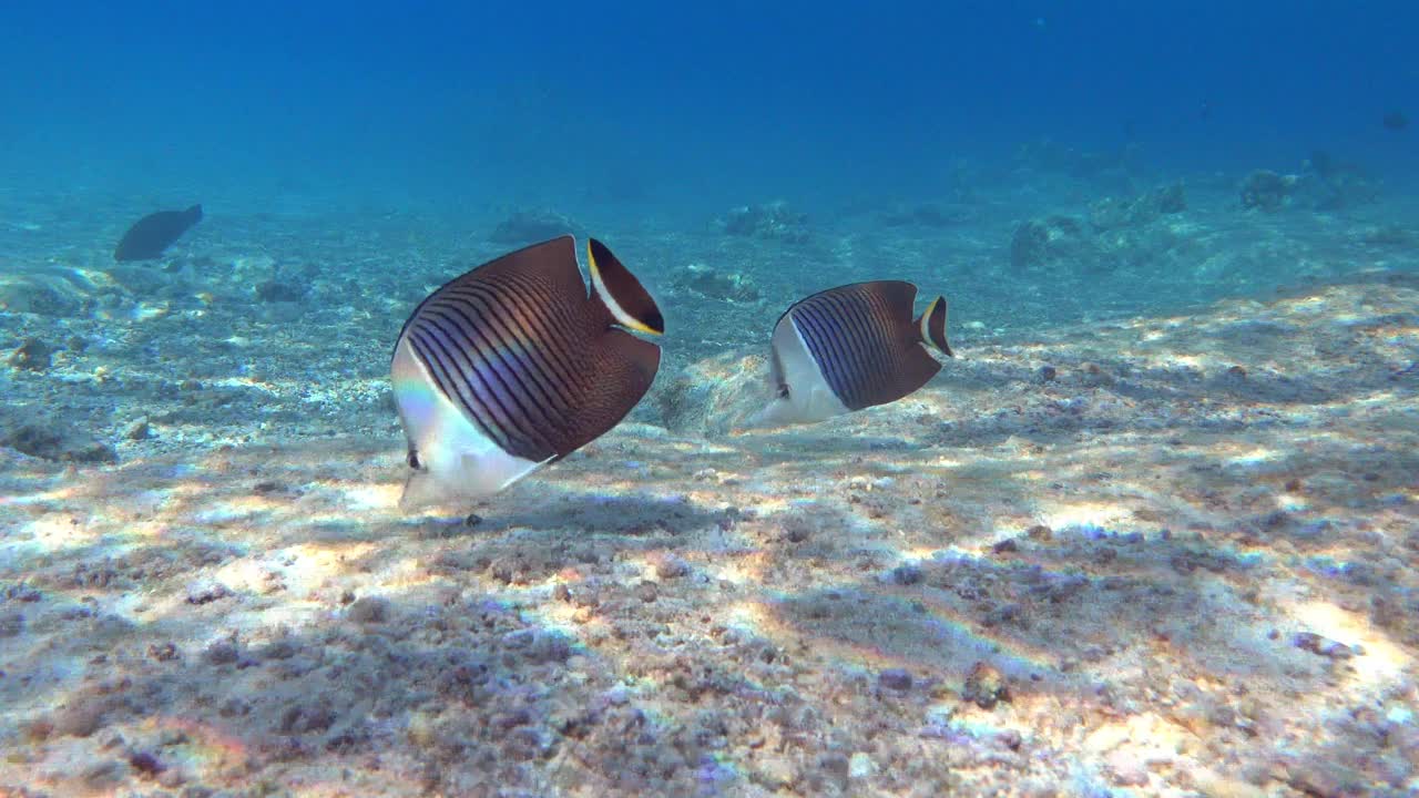 珊瑚鱼-热带鱼-白脸蝴蝶鱼(Chaetodon mesoleucos)在红海，4K视频剪辑视频素材