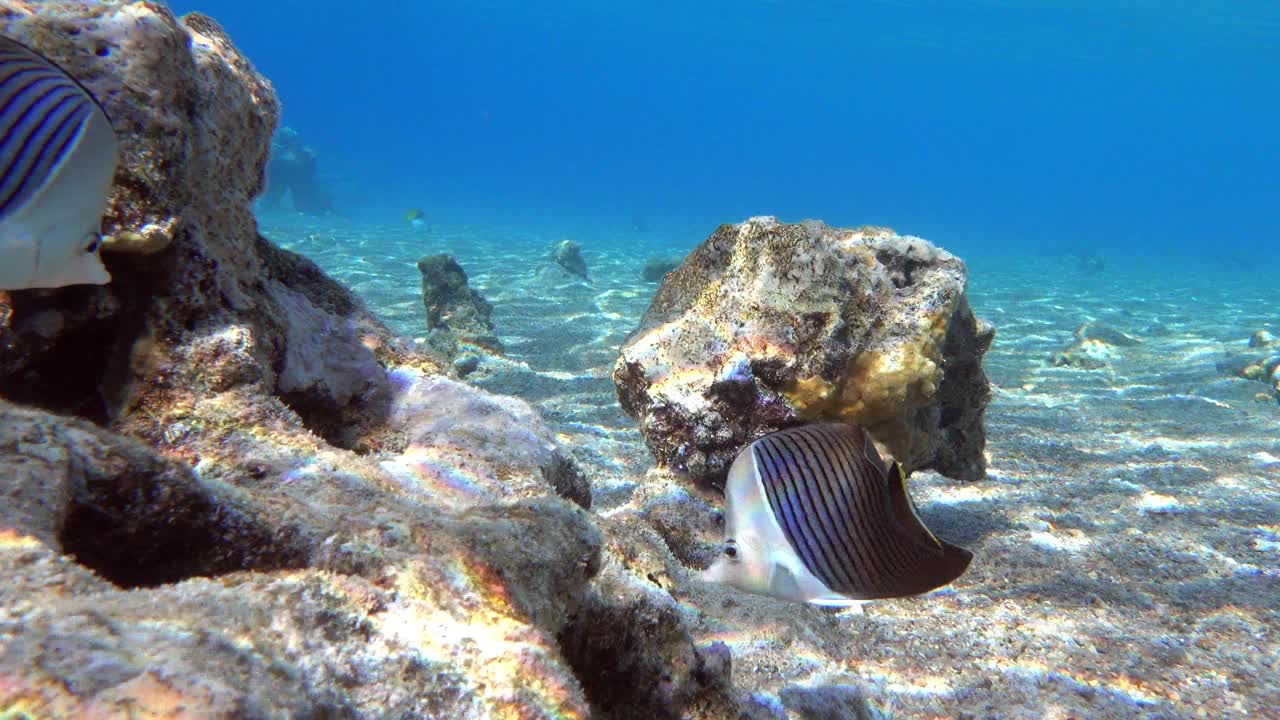 珊瑚鱼-热带鱼-白脸蝴蝶鱼(Chaetodon mesoleucos)在红海，4K视频剪辑视频素材