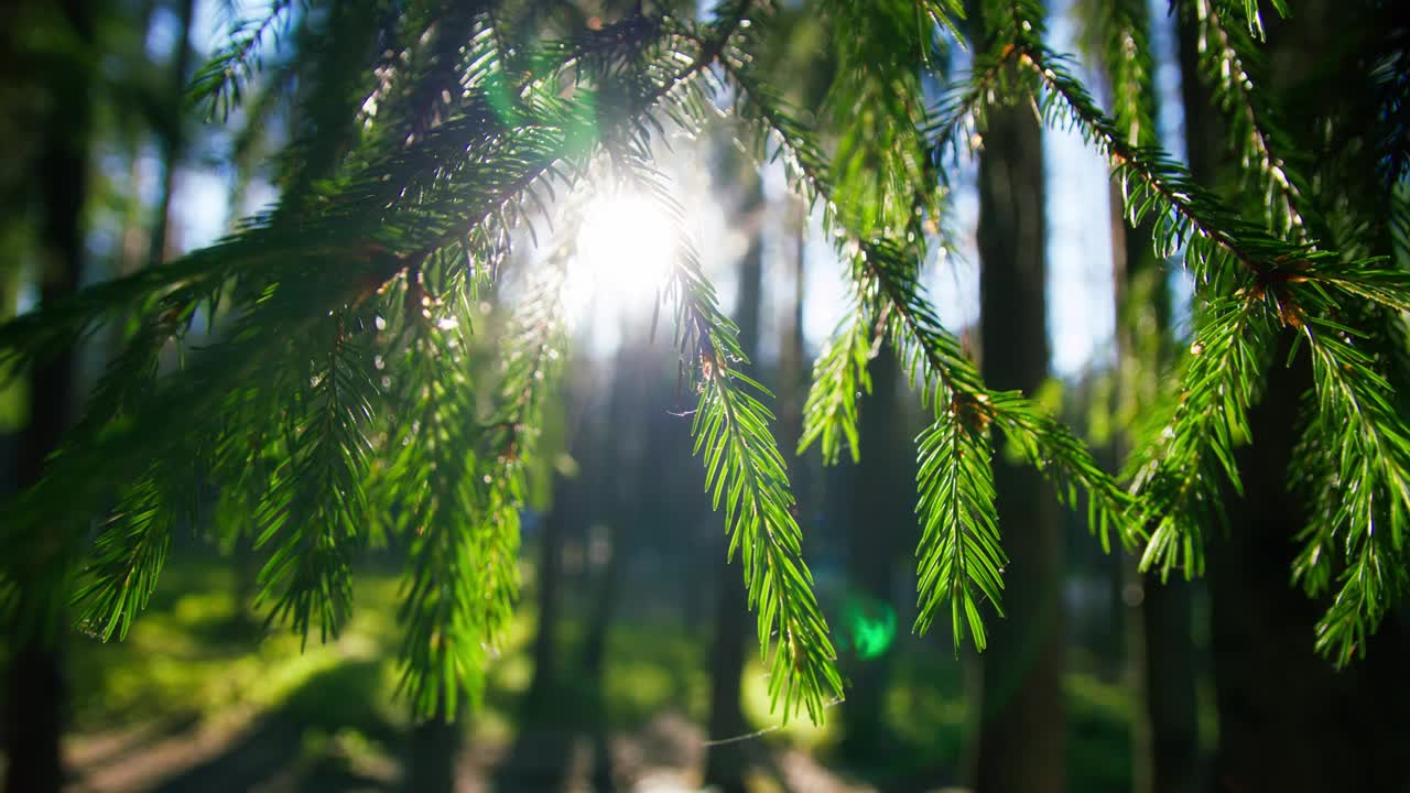 美丽的绿色夏日森林。阳光透过树枝照射出来视频素材