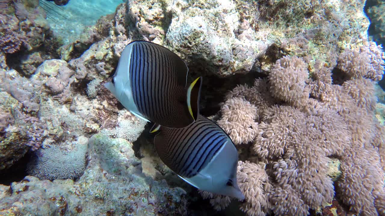 珊瑚鱼-热带鱼-白脸蝴蝶鱼(Chaetodon mesoleucos)在红海，4K视频剪辑视频素材