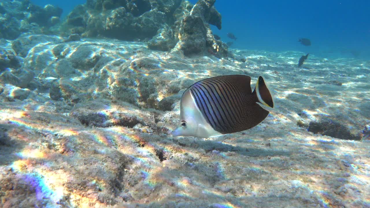 珊瑚鱼-热带鱼-白脸蝴蝶鱼(Chaetodon mesoleucos)在红海，4K视频剪辑视频素材