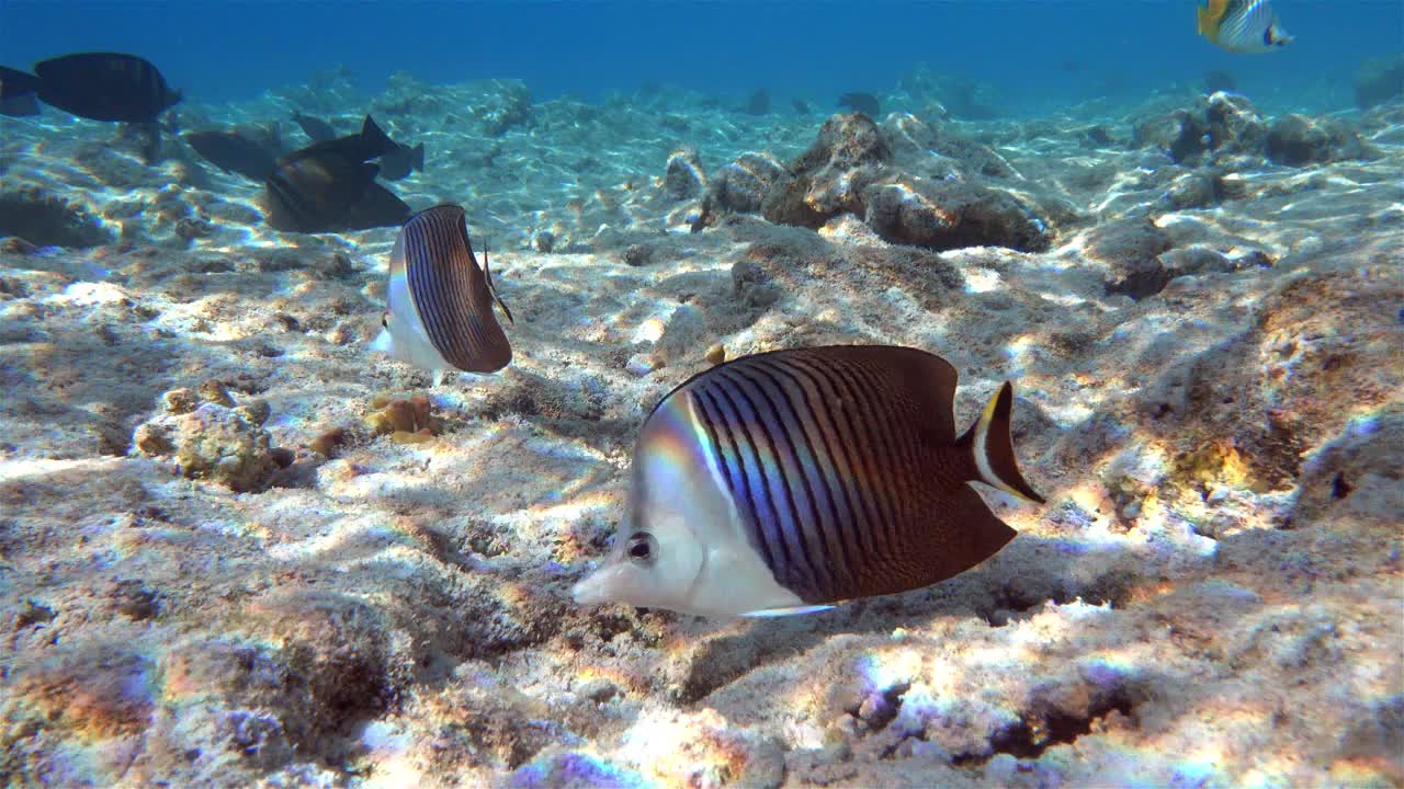 珊瑚鱼-热带鱼-白脸蝴蝶鱼(Chaetodon mesoleucos)在红海，4K视频剪辑视频素材