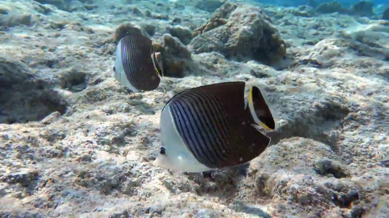 珊瑚鱼-热带鱼-白脸蝴蝶鱼(Chaetodon mesoleucos)在红海，4K视频剪辑视频素材