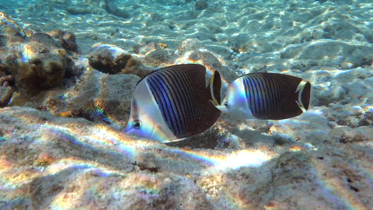 珊瑚鱼-热带鱼-白脸蝴蝶鱼(Chaetodon mesoleucos)在红海，4K视频剪辑视频素材