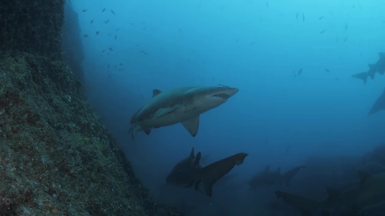 多条鲨鱼毫不费力地游过一块露出海面的岩石。沃尔夫岩彩虹海滩视频素材