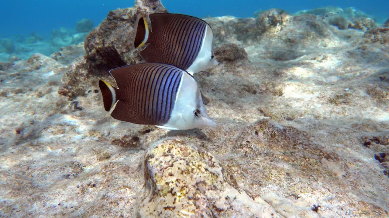 珊瑚鱼-热带鱼-白脸蝴蝶鱼(Chaetodon mesoleucos)在红海，4K视频剪辑视频素材