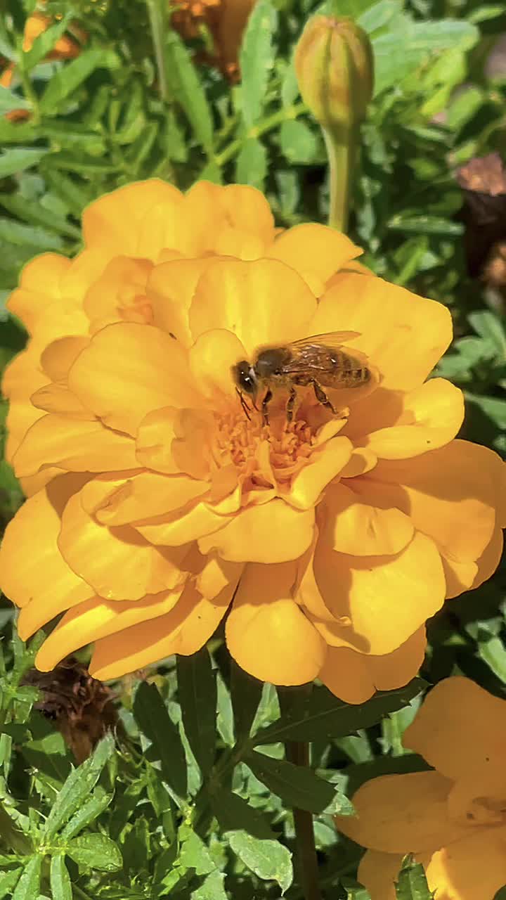 从黄色花朵上采集花粉的蜜蜂视频素材