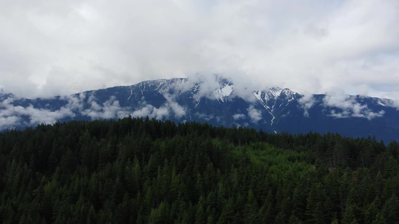 飞越绿色云杉森林与云雾和雪山的背景视频素材