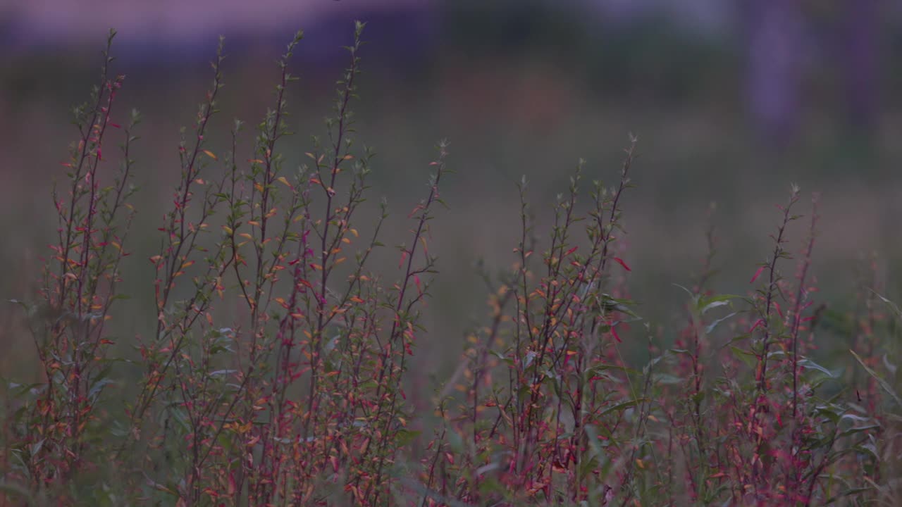 秋天的植物，红色和绿色的颜色鲜艳视频素材