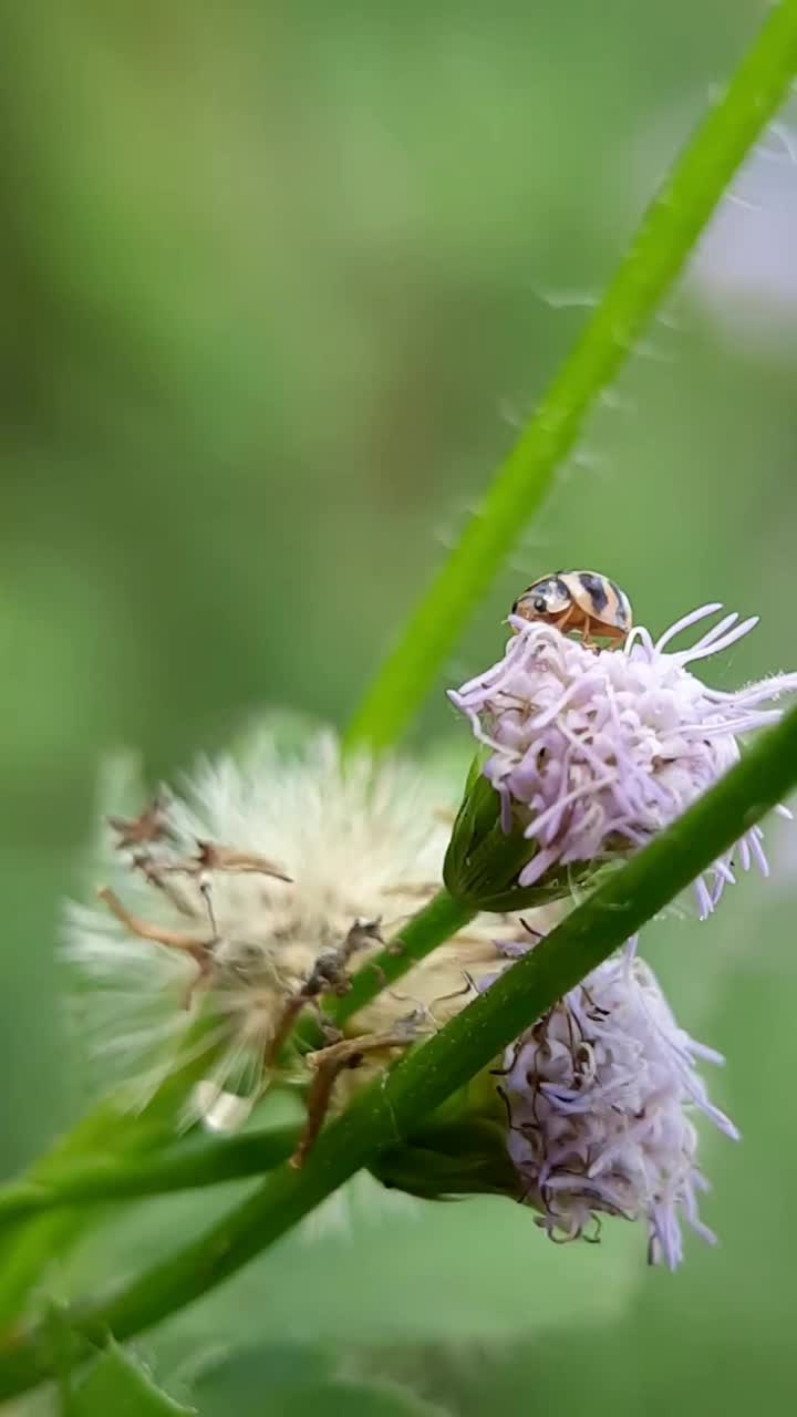 瓢虫在堆栈上行走视频素材