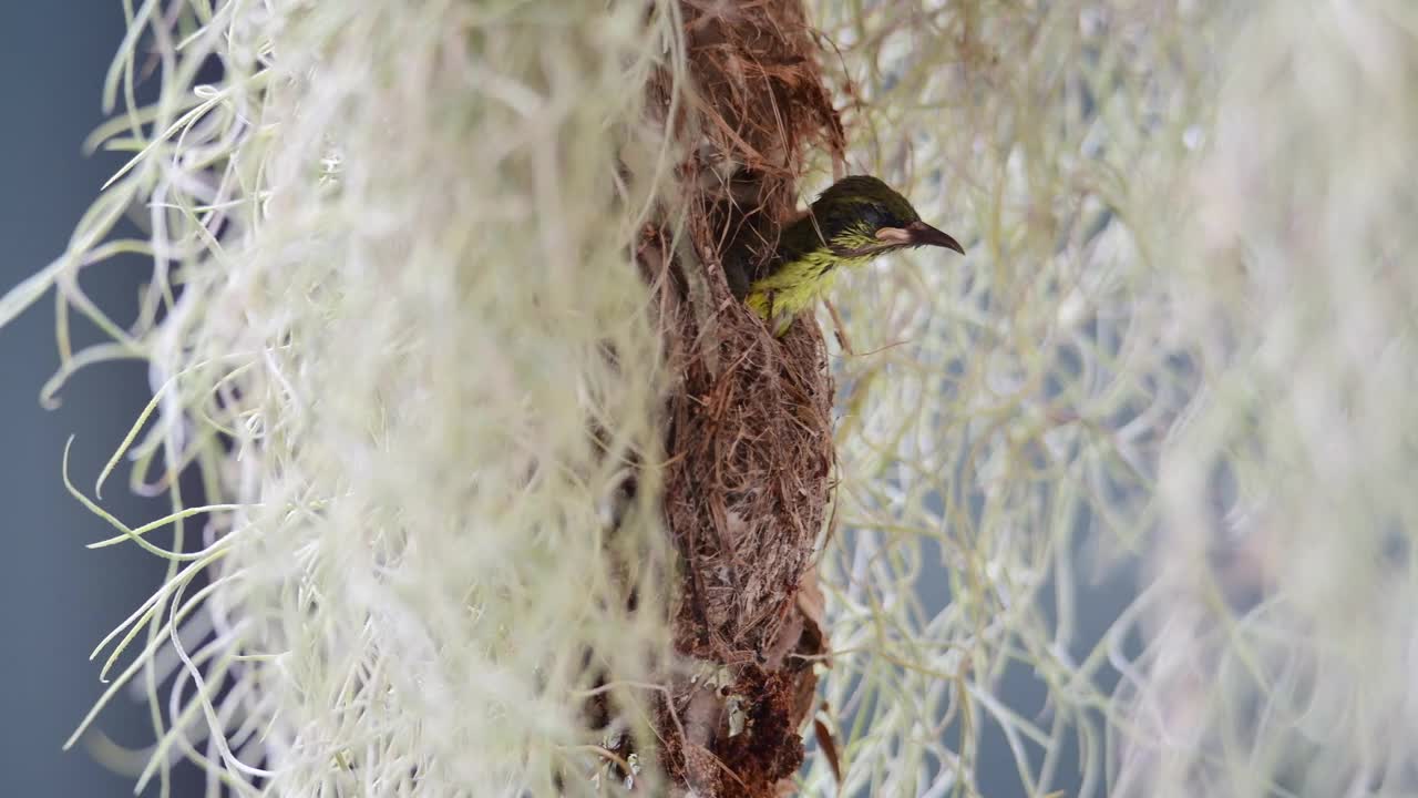 Olive-backed太阳鸟视频下载