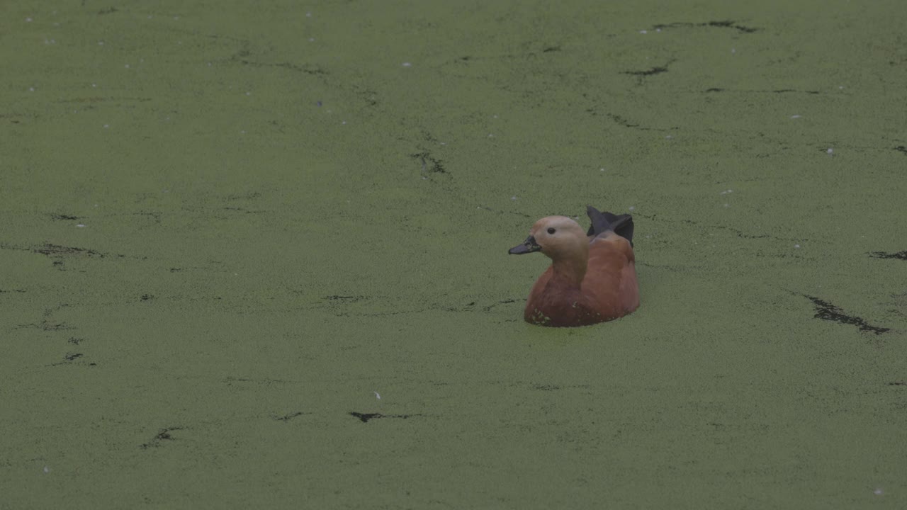 鸭子在盛开的湖面上。红毛鸭是鸭科的一员。Tadorna ferruginea在湖中游泳。4K慢动作120 fps视频，ProRes 422，未分级C-LOG 10位视频素材