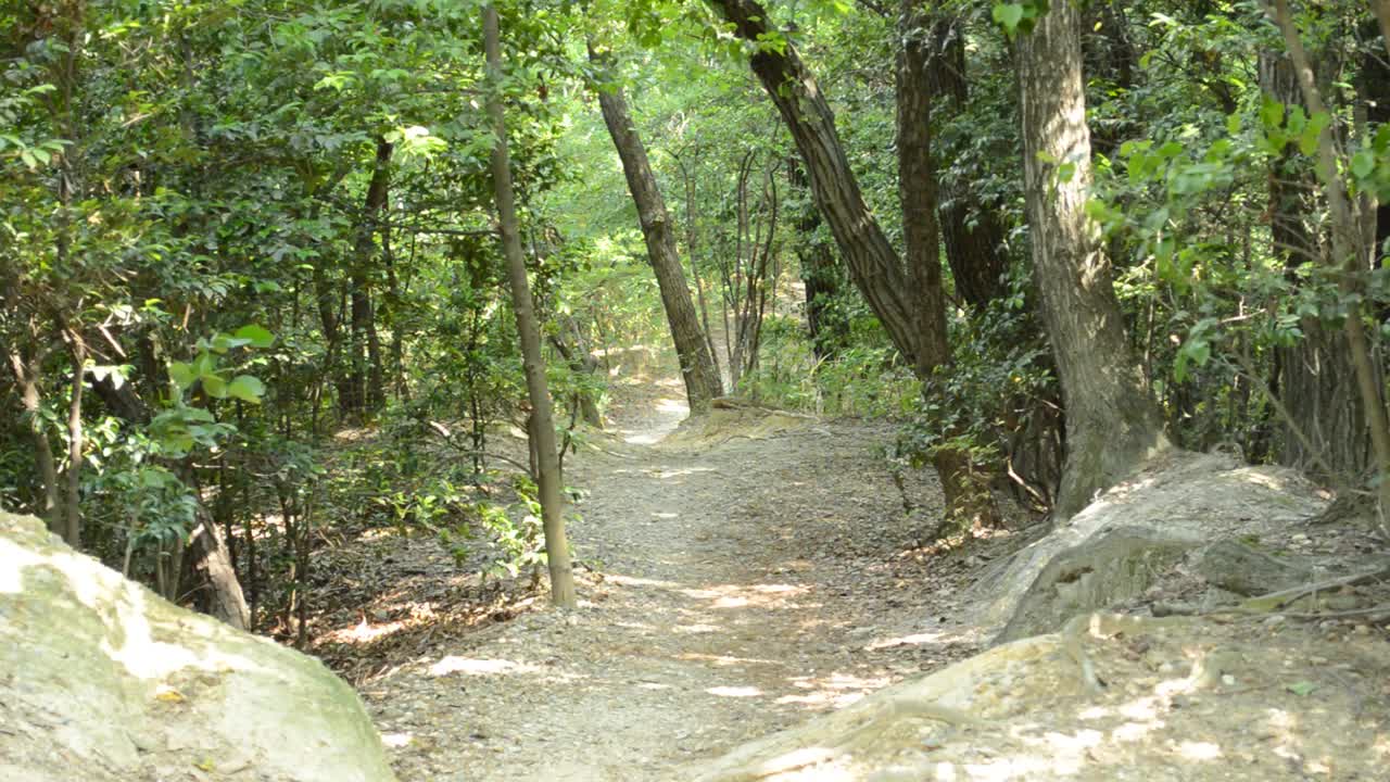 修正:在初夏的森林里行走，光和影子被风移动视频素材