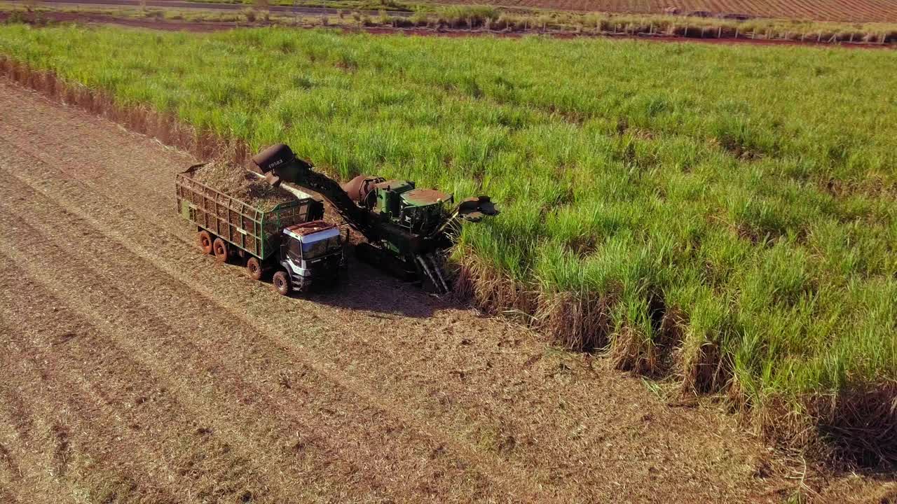 甘蔗的机械收获。甘蔗种植园。无人机空中捕捉视频素材