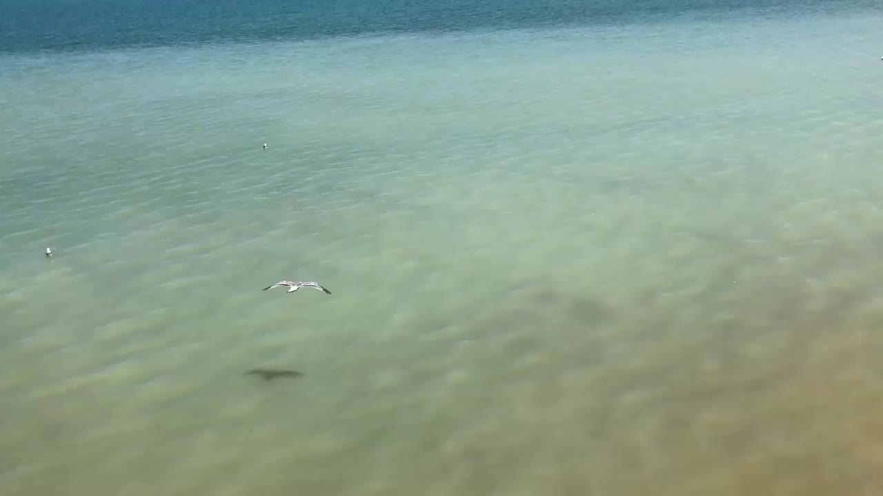 海鸥在凡湖上空翱翔。苏打水，白色和蓝色。视频素材