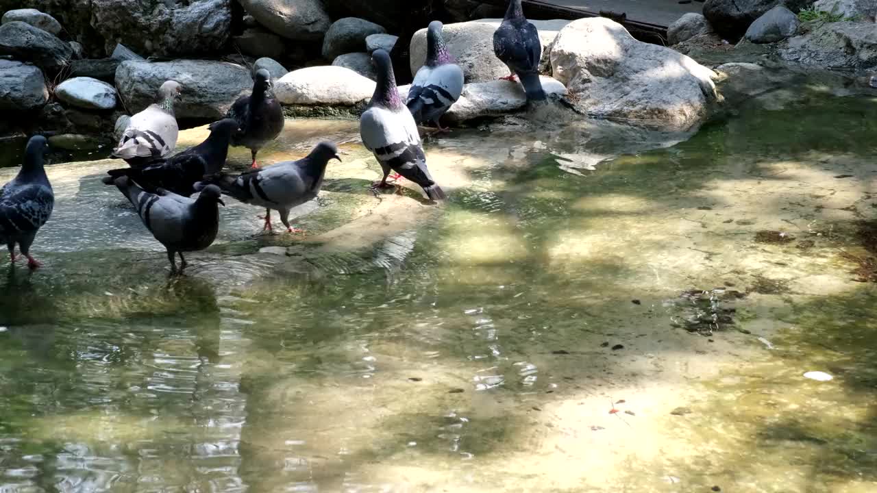 鸽子站视频素材