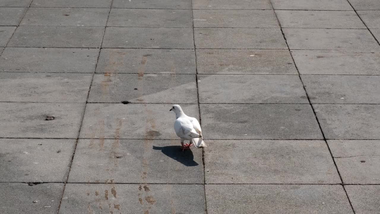 鸽子走路地板视频素材