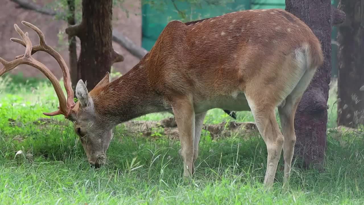 赤鹿或赤鹿，也被称为斑点鹿、赤鹿和轴鹿，是一种鹿，原产于印度次大陆。视频下载