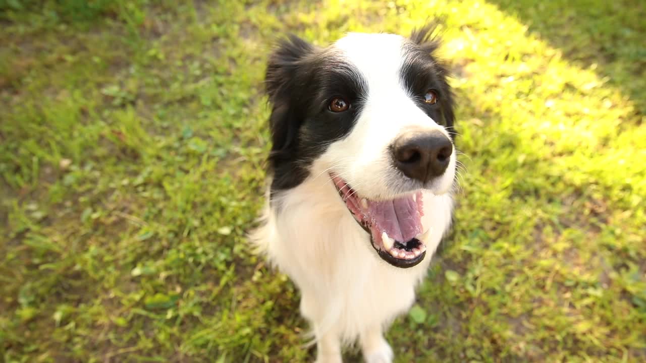 可爱微笑小狗的户外肖像边境牧羊犬坐在草地公园的背景。在阳光明媚的夏日里，有一张滑稽脸的小狗在户外。宠物护理和有趣的动物生活理念视频素材