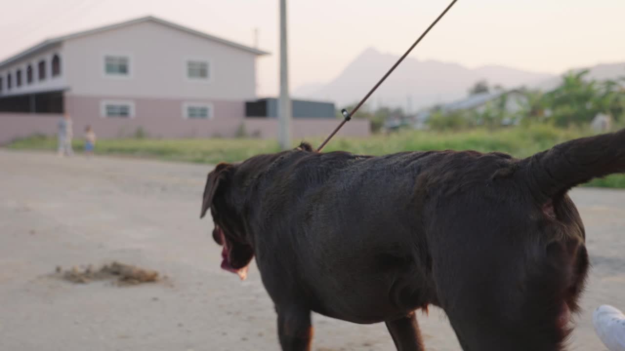 在阳光明媚的日子里，男主人带着他的狗在空旷的街道上慢镜头奔跑，强壮的拉布拉多狗，遛狗，在房子外面放松活动视频素材