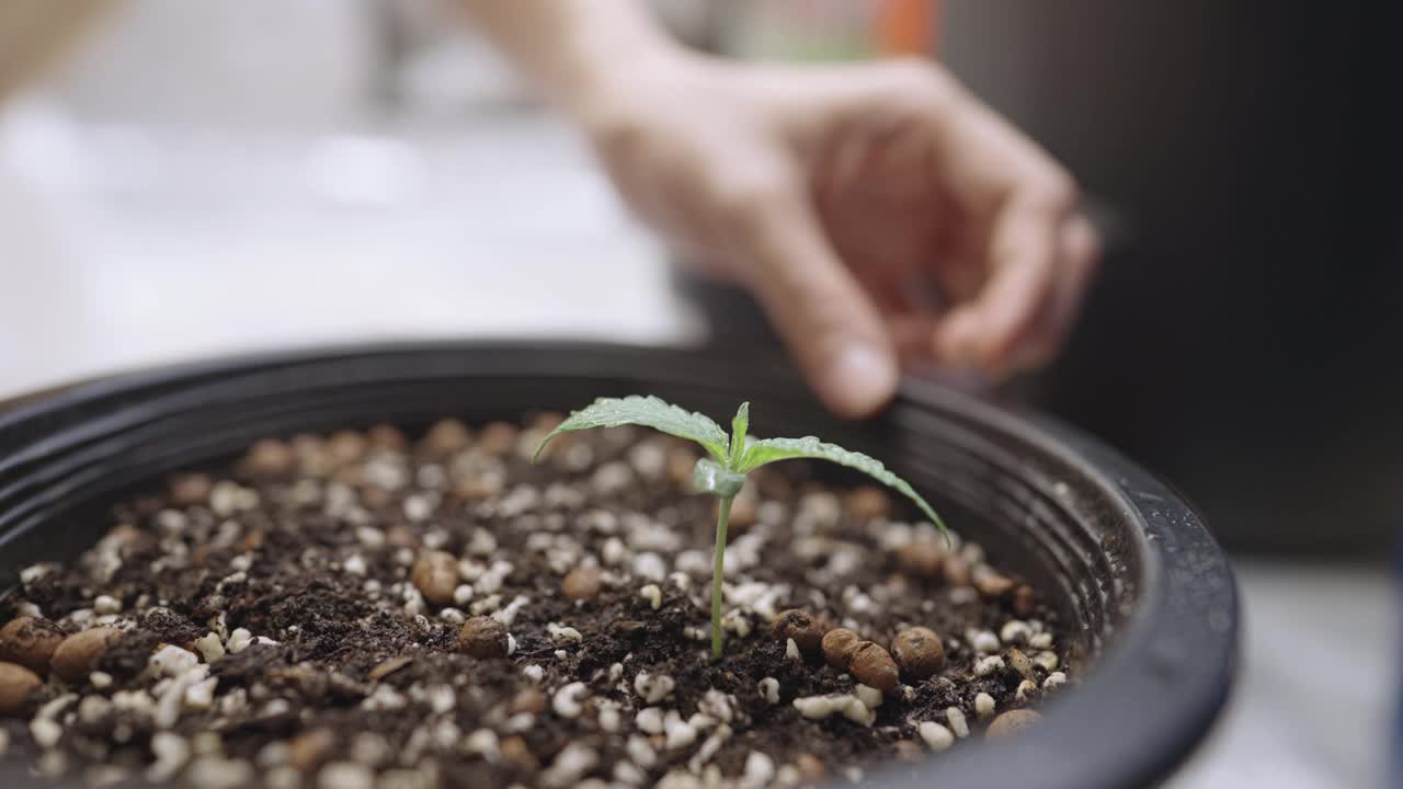 女性手在花盆中指示土壤肥料成分、室内植物植物护理概念、有机农业和春季家庭园艺、covid-19在家时的活动或爱好的特写视频素材