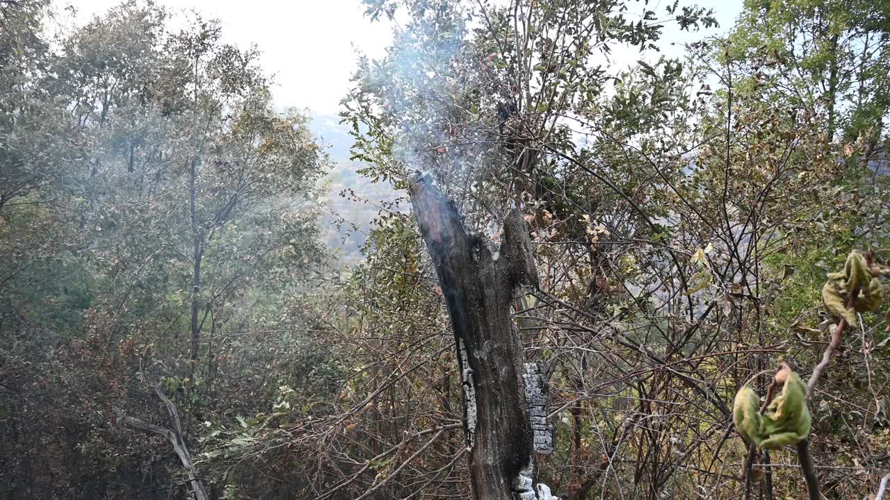 烧毁森林，村庄和农村地区到土耳其视频素材