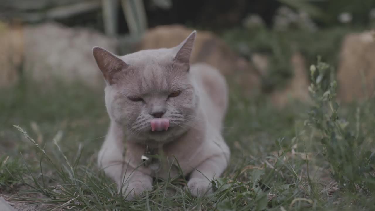 可爱的苏格兰猫在家庭花园。苏格兰猫户外视频素材
