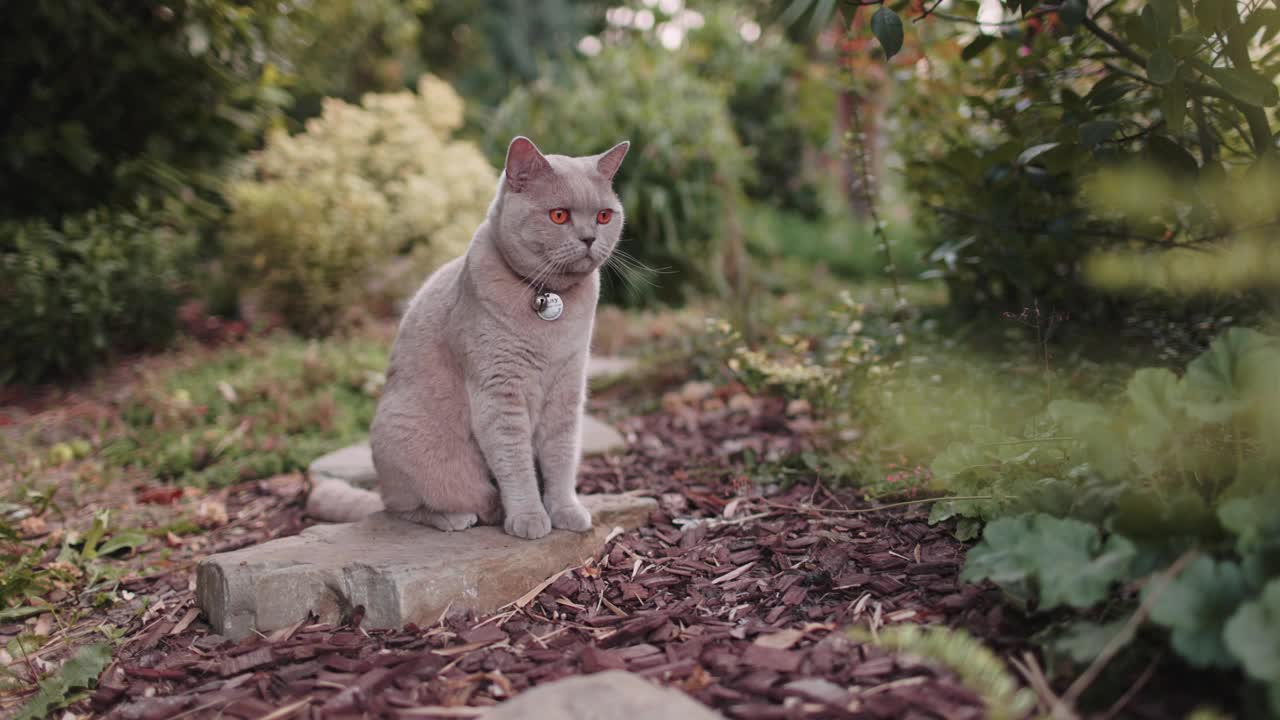 可爱的苏格兰猫坐在家里花园的石头。苏格兰猫在户外散步视频素材