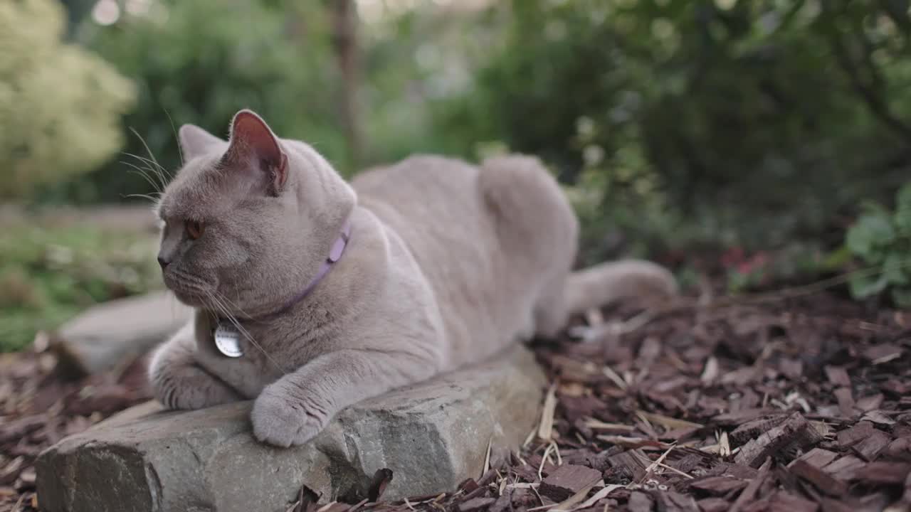 苏格兰猫在家庭花园。苏格兰户外灰猫视频素材