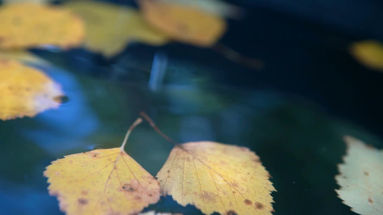 水滴一滴一滴地落在平静的湖面上，形成水圈视频素材