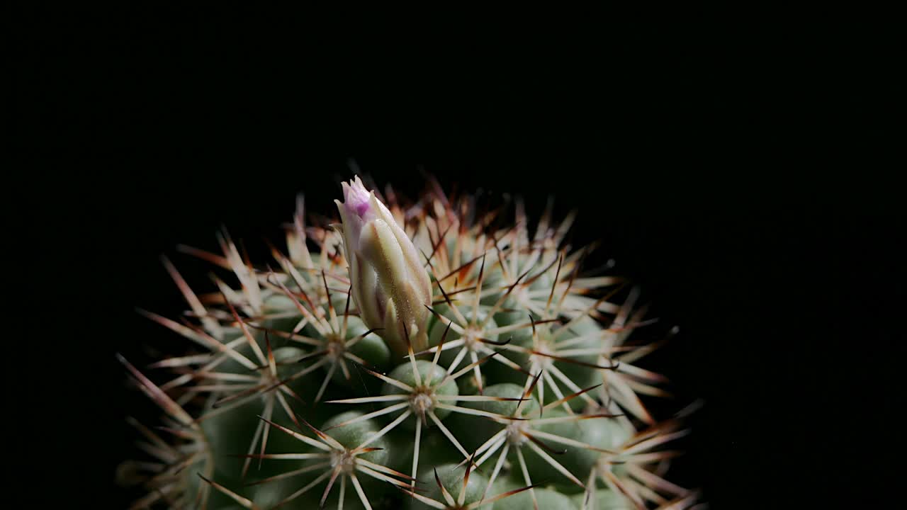 在黑暗的背景上开花视频素材