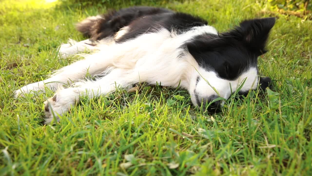 可爱微笑小狗的户外肖像边境牧羊犬躺在草地公园的背景。在阳光明媚的夏日里，有一张滑稽脸的小狗在户外。宠物护理和有趣的动物生活理念视频素材