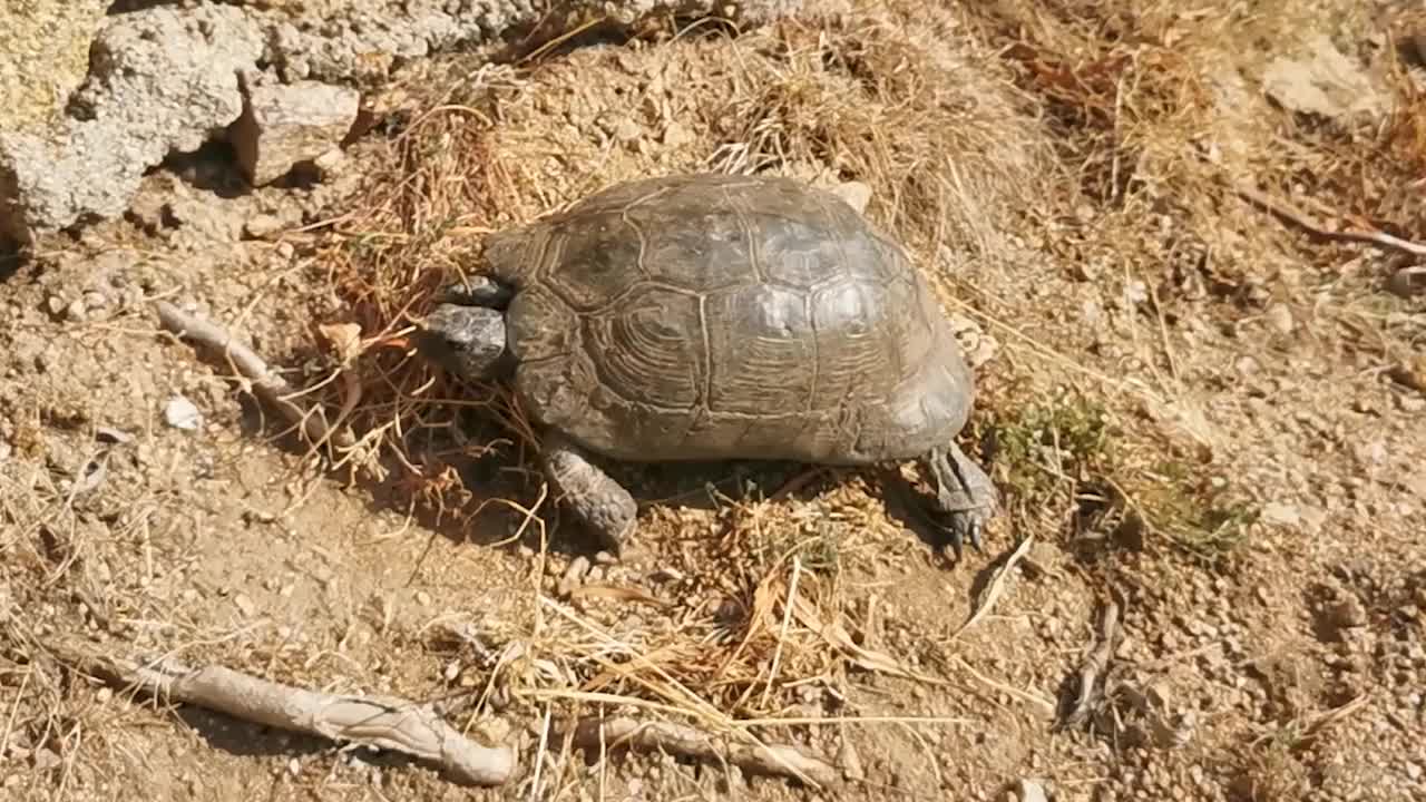 可爱的龟壳小乌龟视频素材