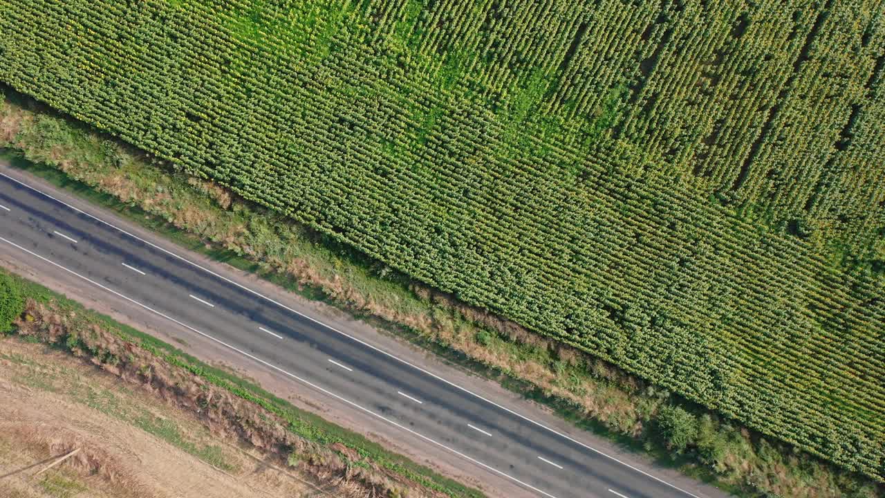 鸟瞰图的汽车沿着高速公路沿着向日葵田在一个夏天。视频素材