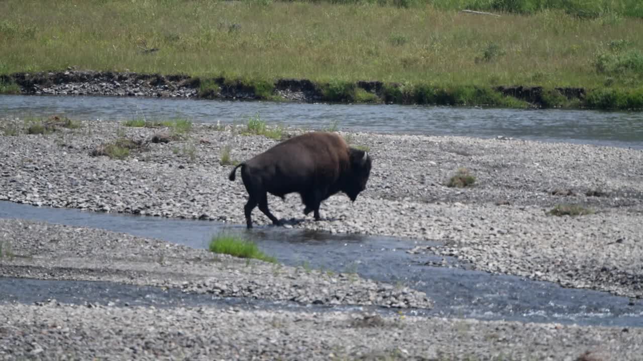 野牛过河视频素材