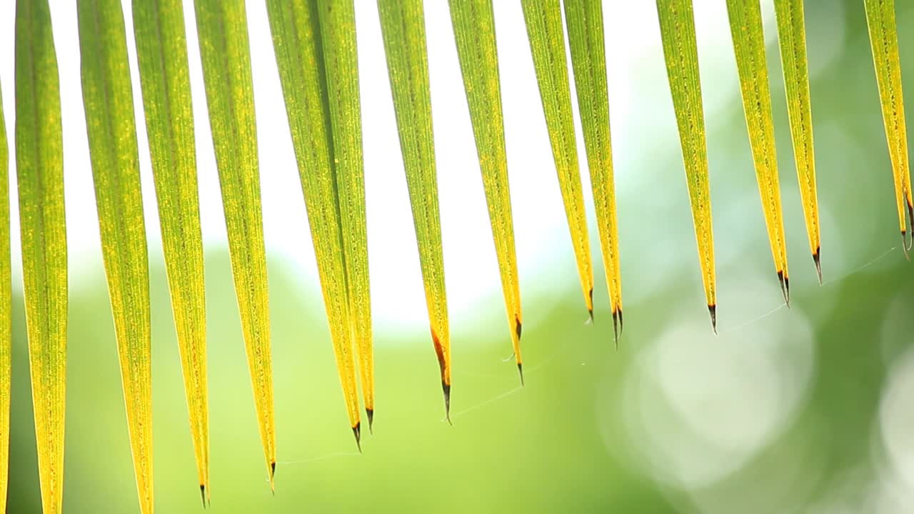 阳光下的树叶视频素材