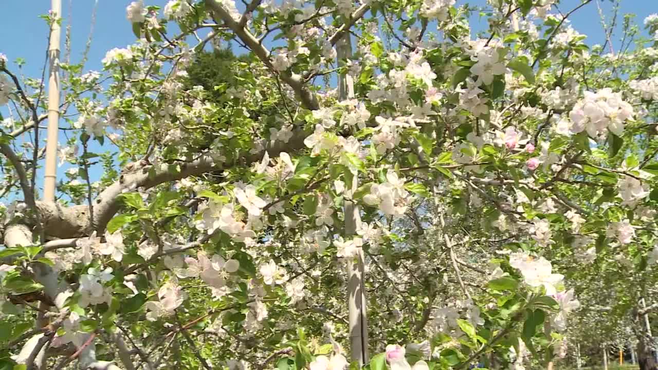 日本茨城县，一棵开花的苹果树视频素材