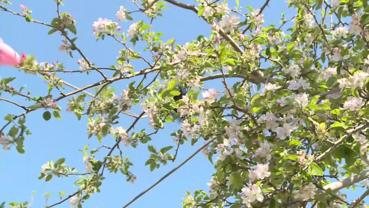 手工授粉的苹果，茨城县，日本视频素材