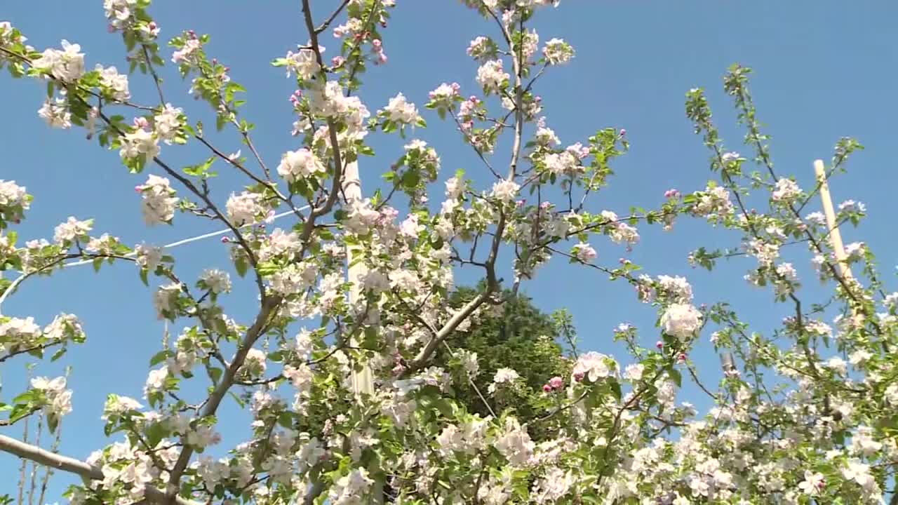 日本茨城县，一棵开花的苹果树视频素材