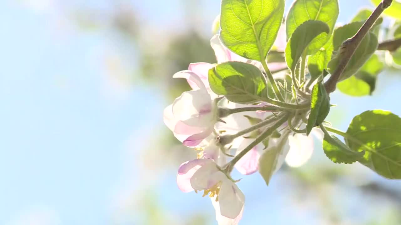 苹果花，茨城县，日本视频素材