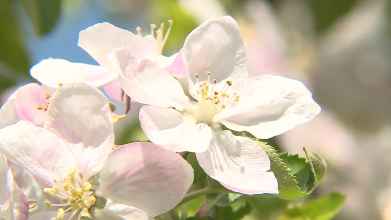 CU，苹果花，茨城县，日本视频素材