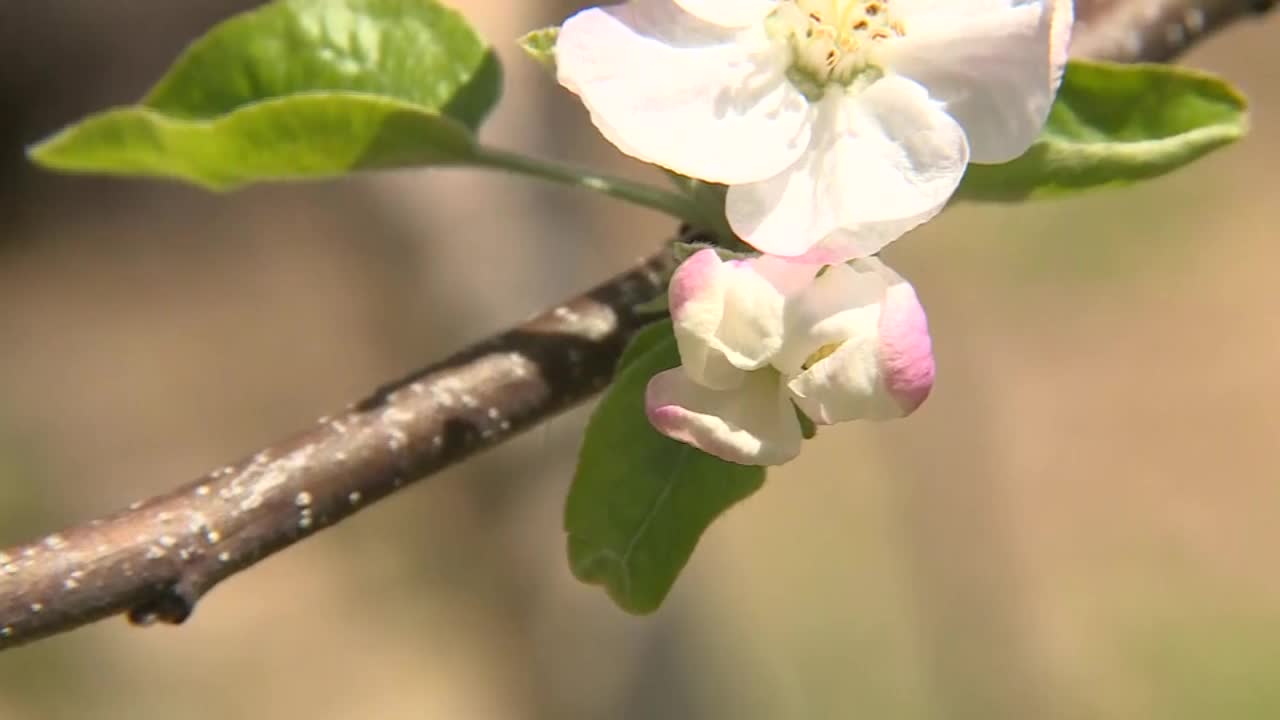 CU，苹果花，茨城县，日本视频素材