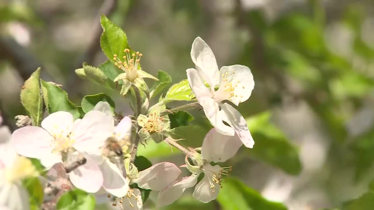 苹果花和蜜蜂，茨城县，日本视频素材