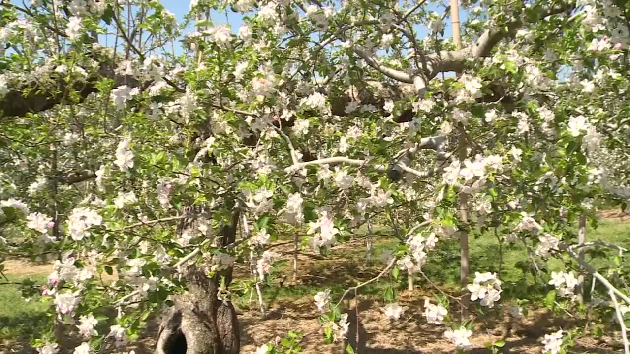 日本茨城县，一棵开花的苹果树视频素材