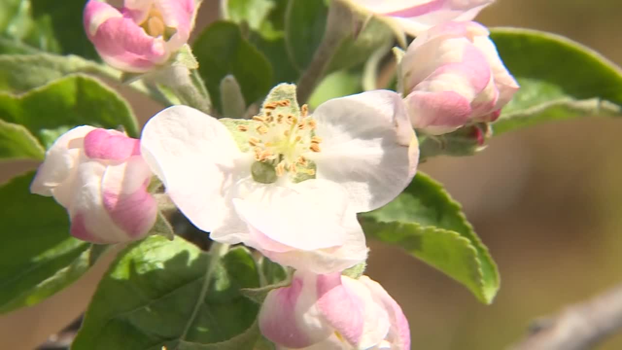 CU，苹果花，茨城县，日本视频素材