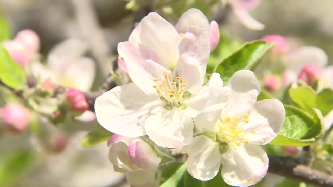 CU，苹果花，茨城县，日本视频素材