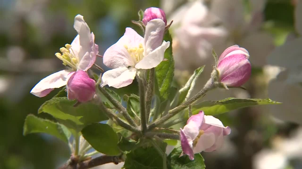 苹果花，茨城县，日本视频素材